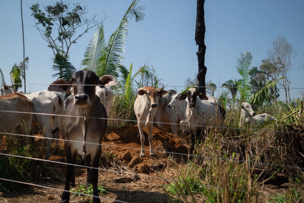 Gado criado no assentamento Burareiro, TI Uru-Eu-Wau-Wau
