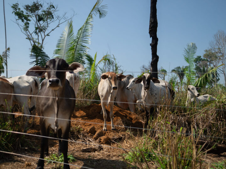 Aumento do arrendamento e expansão de pastagens nas terras indígenas de Rondônia
