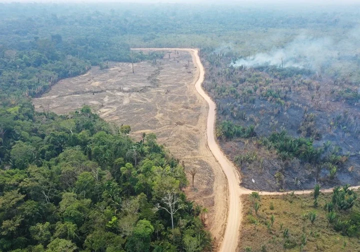 Quase 30% da exploração de madeira na Amazônia é ilegal