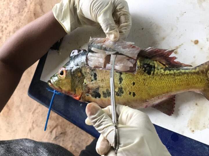 Alerta: População de Rondônia ingere mercúrio acima do limite aceito, aponta estudo científico
