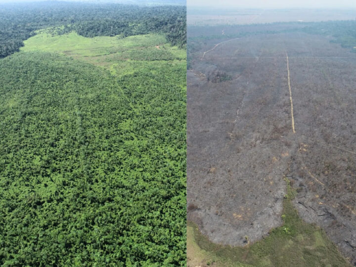Projeto de restauração florestal na Amazônia é vítima de incêndio criminoso
