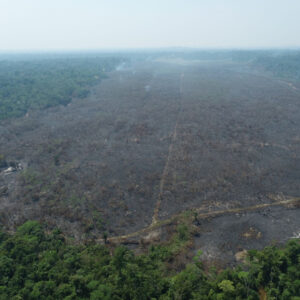 Área em restauração afetada na Resex Rio Preto-Jacundá. Imagem: RioTerra.