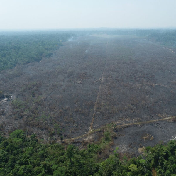 Área em restauração afetada na Resex Rio Preto-Jacundá. Imagem: RioTerra.