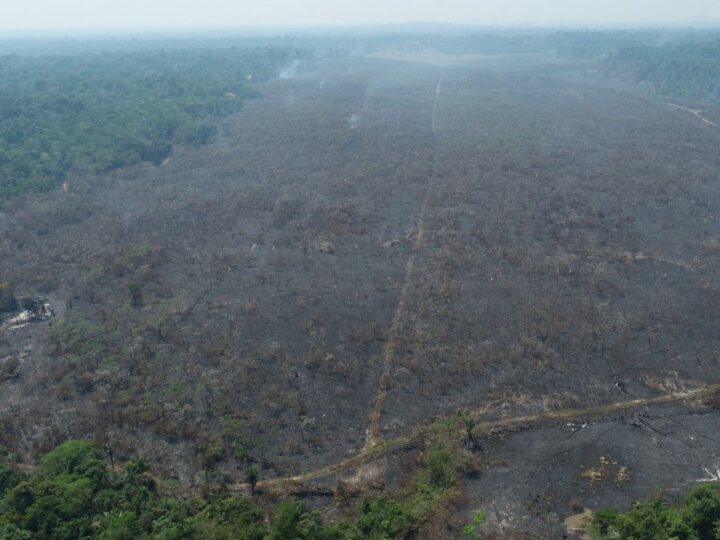 MP-RO e PC-RO deflagram operação contra suspeitos por incendiar área em reflorestamento na Resex Rio Preto-Jacundá