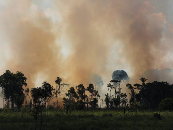 Desmatamento em áreas protegidas cai na Amazônia em 2023