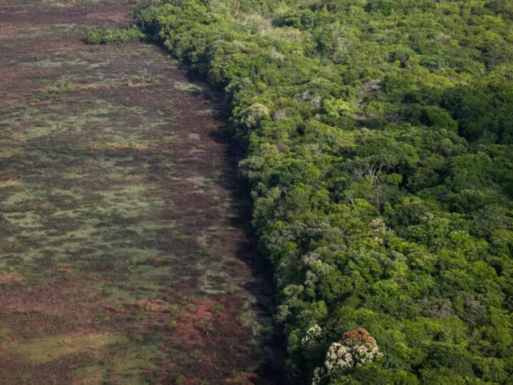 Ponto de inflexão: Floresta Amazônica caminha para ponto de não retorno