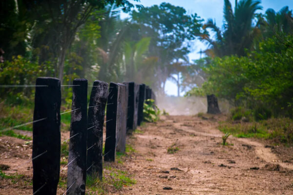 Área da Resex Jaci-Paraná, em Rondônia — Foto: Marcio Isensee e Sá/Oeco