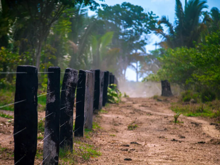 Agropecuária ilegal triplica em 10 anos na Resex Jaci-Paraná, em Rondônia