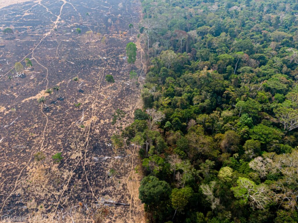 Desmatamento em Rondônia - Observa Rondônia.