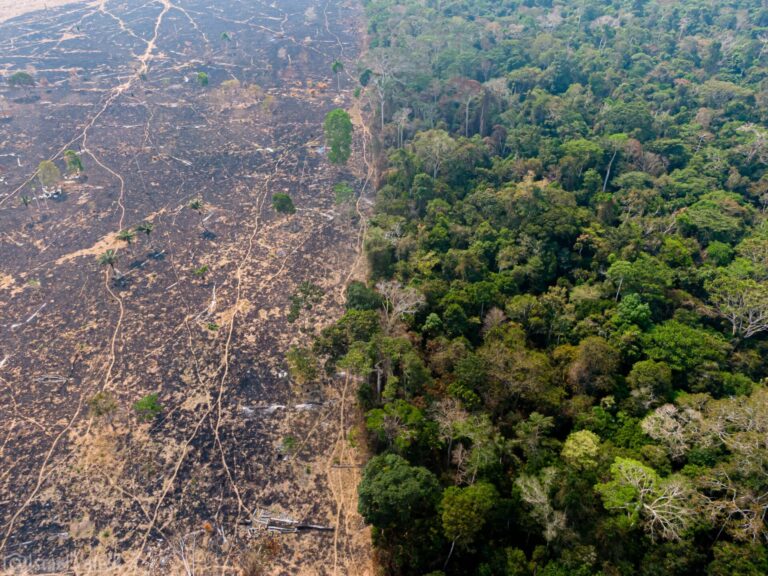 Desmatamento em Rondônia - Observa Rondônia.