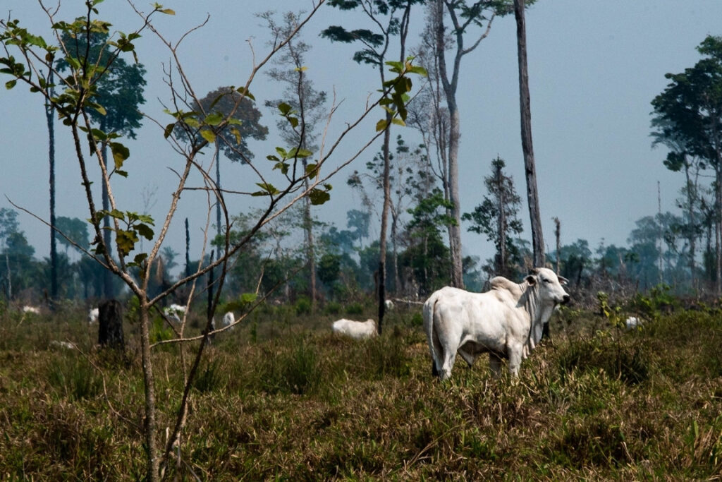 Pecuária na Amazônia. Foto: Márcio Isensee e Sá ((o)Eco).
