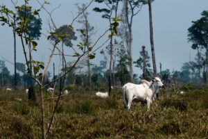 Pecuária na Amazônia. Foto: Márcio Isensee e Sá ((o)Eco).