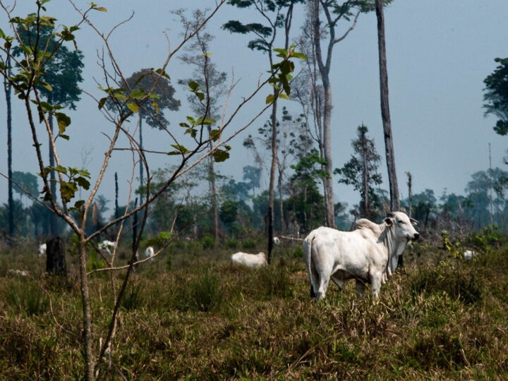 Resex Jaci-Paraná: Frigoríficos e fazendeiros são condenados a pagar pela destruição ambiental da Resex